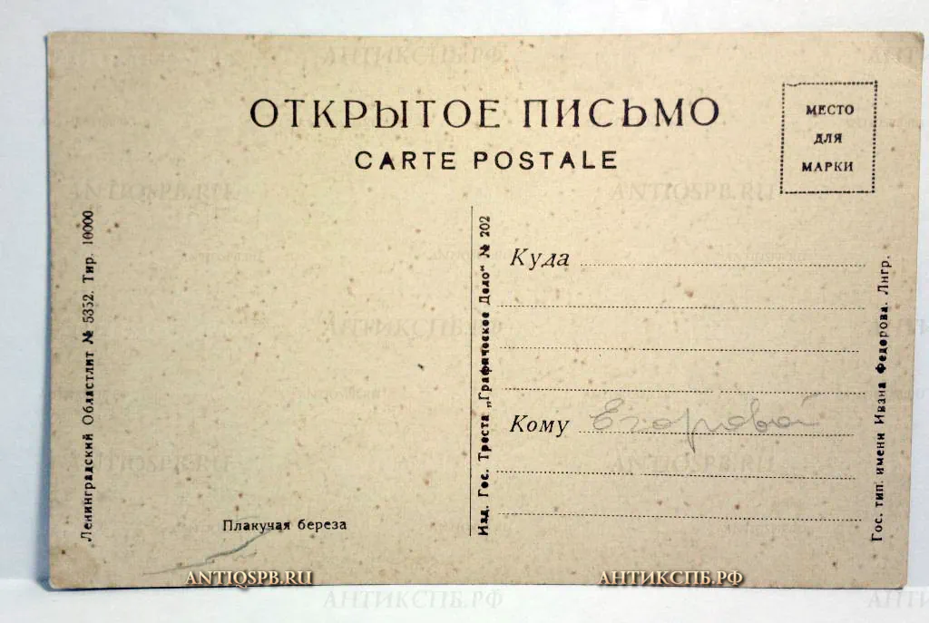 Открытка "Плакучая береза". СССР. 1930-40гг. №445